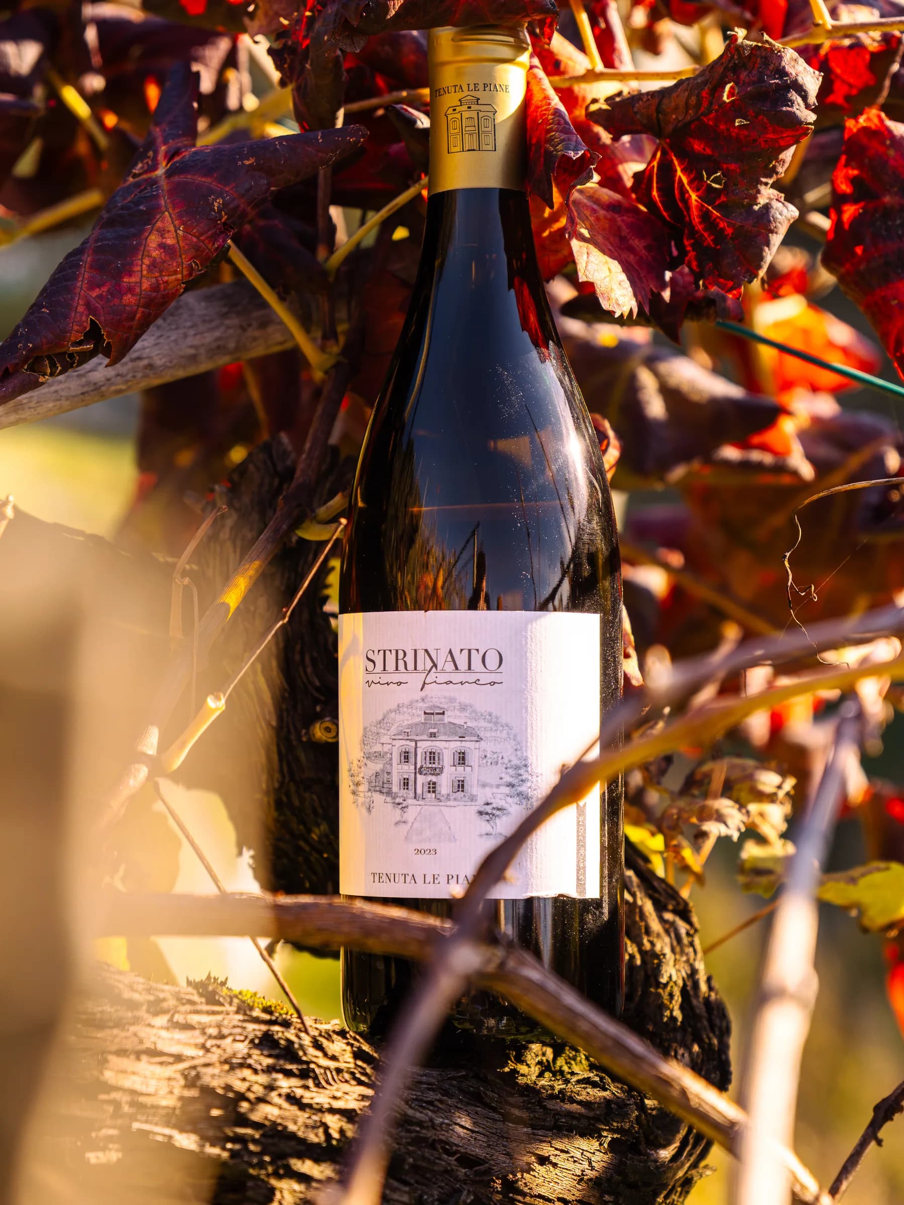 Bottiglia di Strinato di Tenuta Le Piane appoggiata fra i tralci e le foglie rosse della vigna