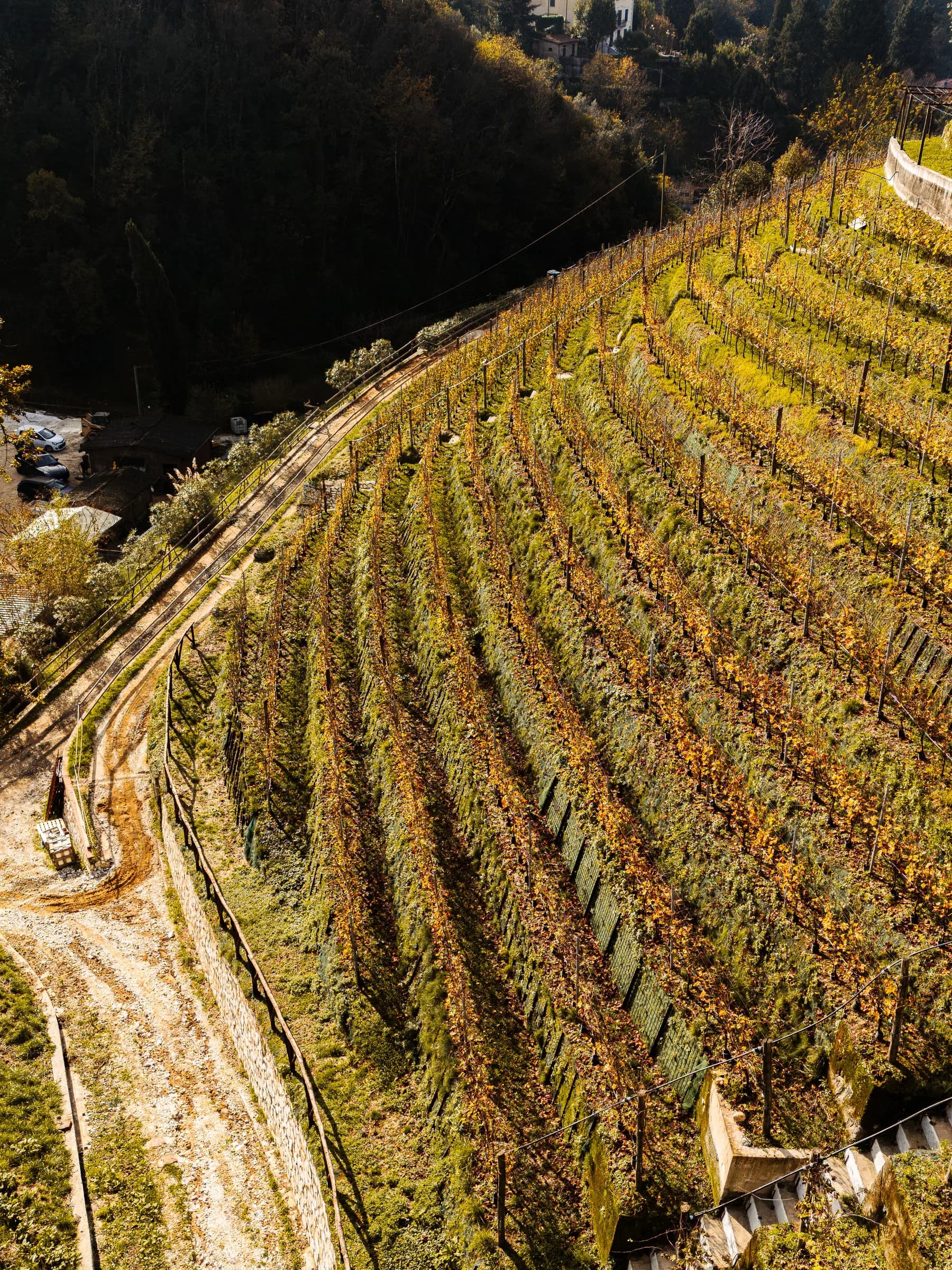 Vigneto terrazzato di Tenuta Le Piane ripreso dall'alto, con i filari nei colori dell'autunno