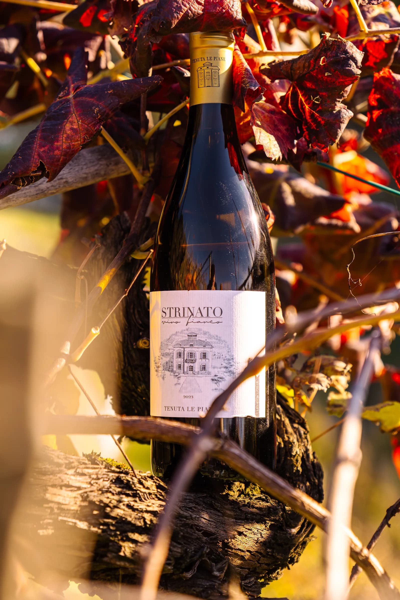 Bottiglia di Strinato di Tenuta Le Piane appoggiata fra i tralci e le foglie rosse della vigna