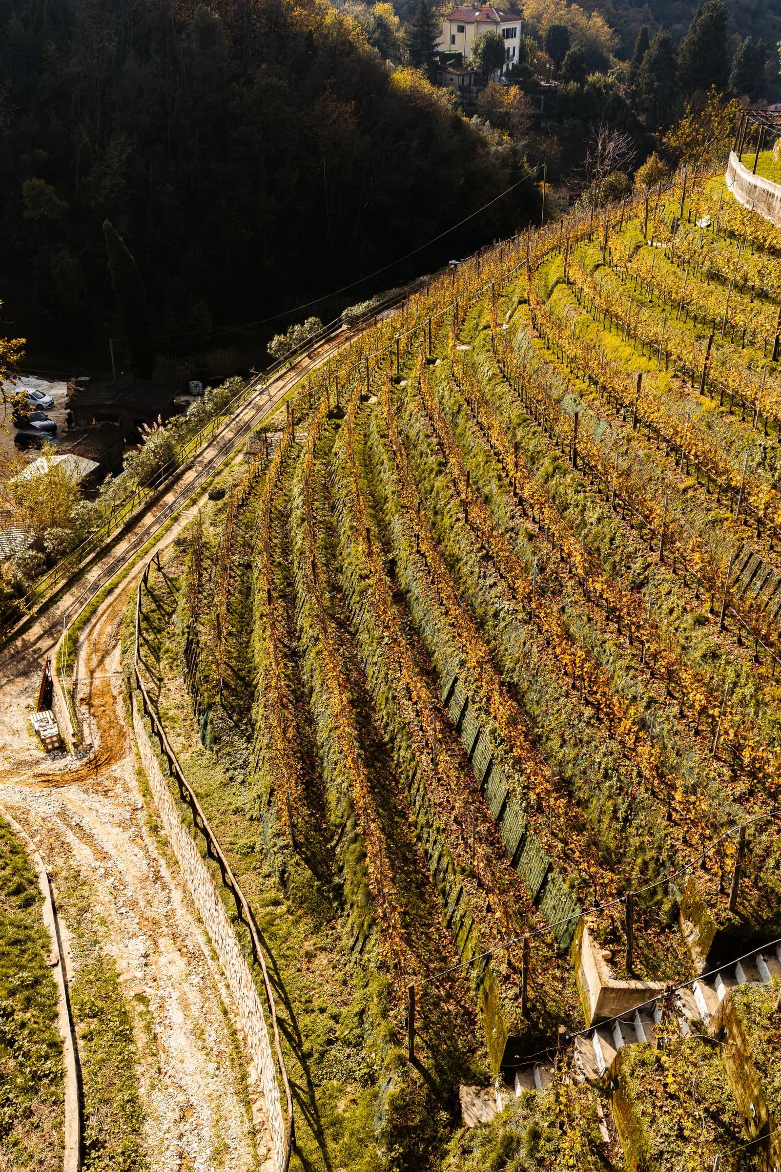 Vigneto terrazzato di Tenuta Le Piane ripreso dall'alto, con i filari nei colori dell'autunno