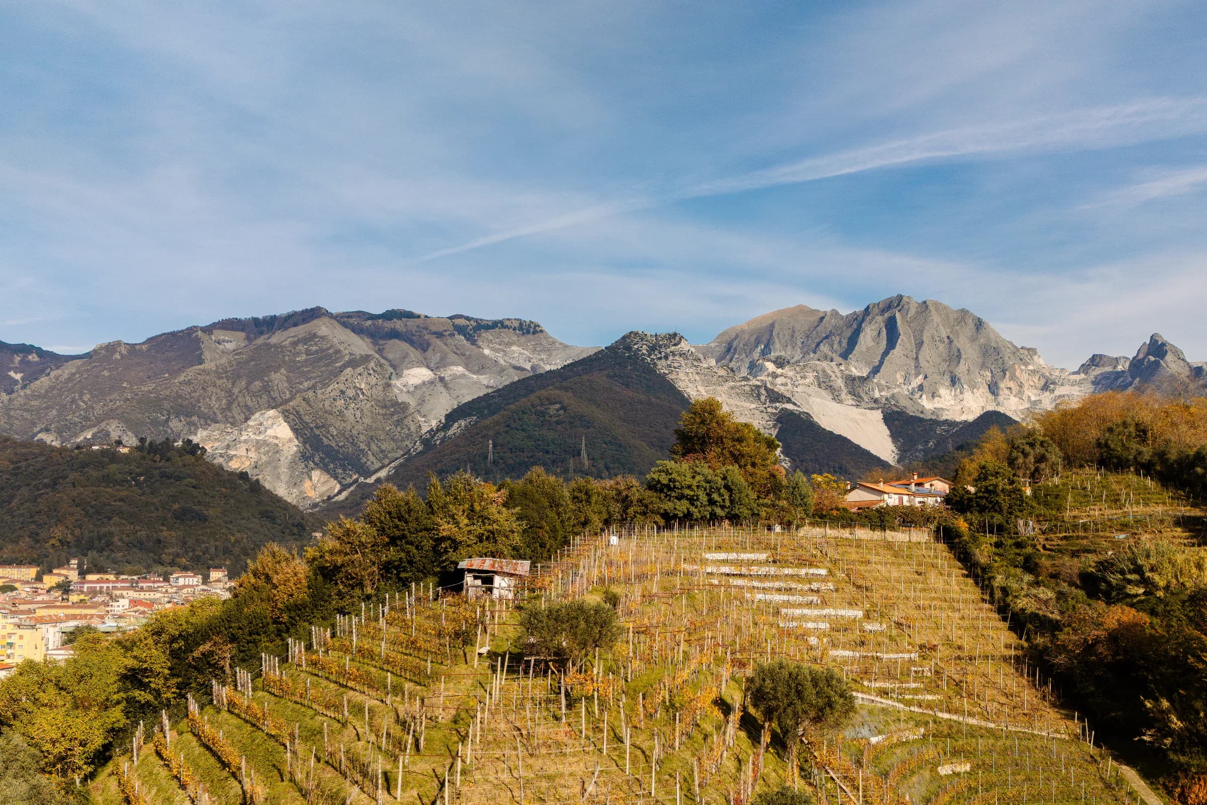I filari di Tenuta Le Piane con le Alpi Apuane e le cave di marmo sullo sfondo, ripresi dal drone
