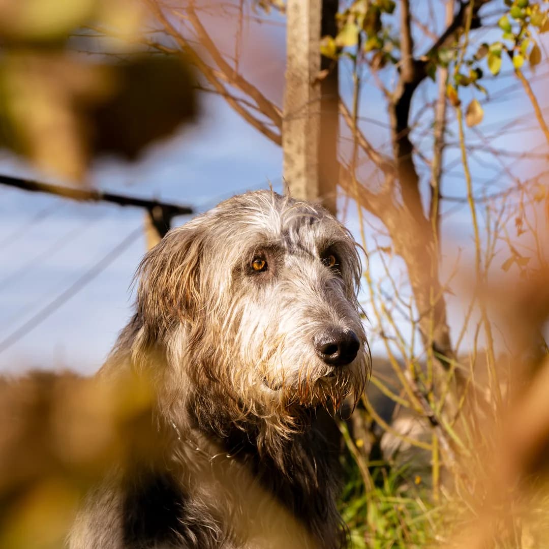 Il cane della tenuta fra le foglie della vigna